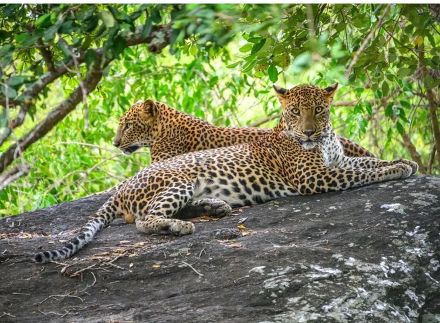 Yala - Beautiful Tea Plantation & Scenic Tour in Hill Country, Sri Lanka