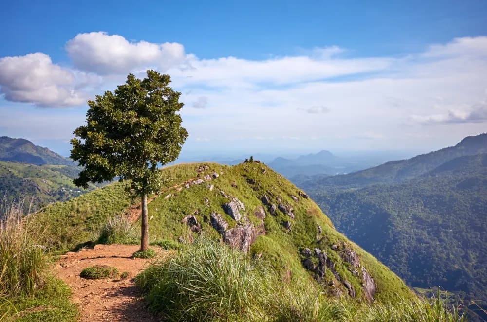 Little Adam’s Peak Tour - Beautiful Tea Plantation & Scenic Tour in Hill Country, Sri Lanka