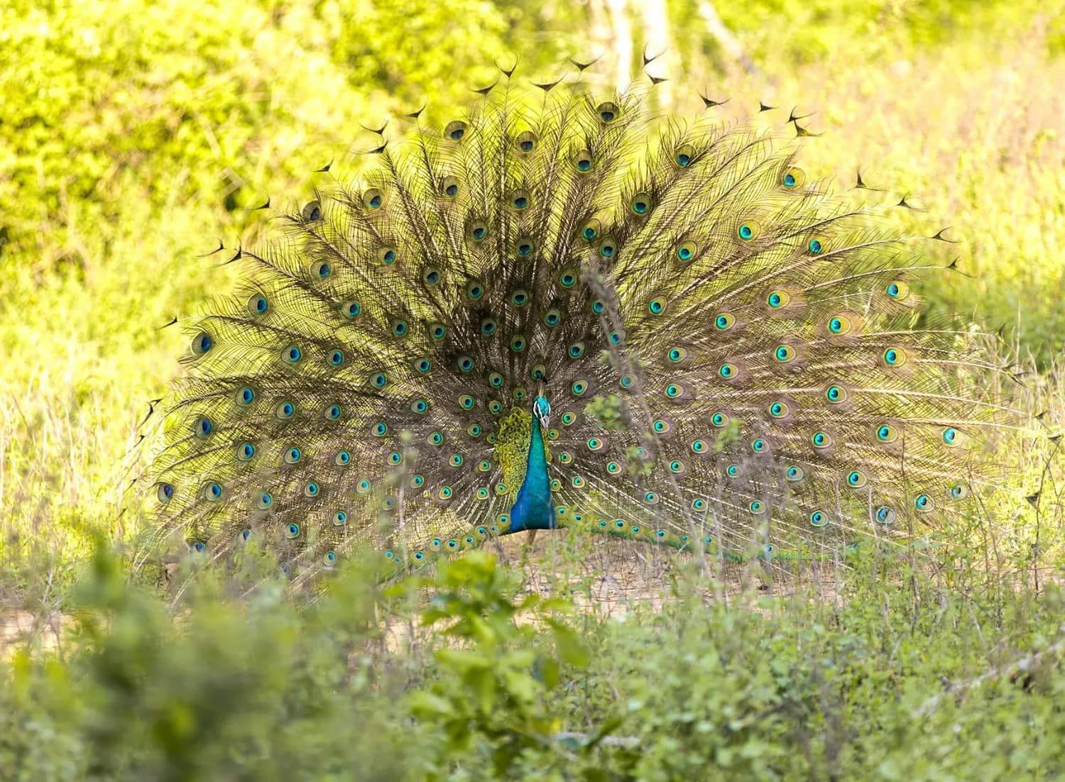 Udawalawa - Beautiful Tea Plantation & Scenic Tour in Hill Country, Sri Lanka