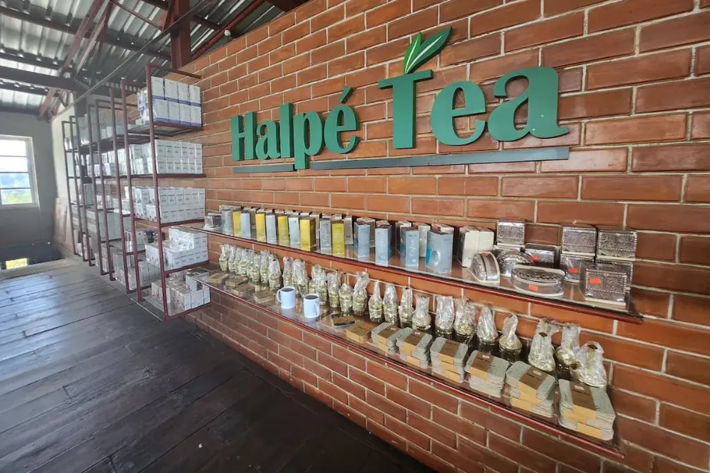 Tea Factory Tour